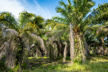 Obraz premium palm tree plantation in Indonesia, Asia
