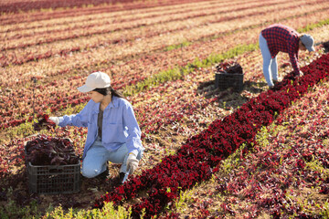 Focused female farm worker gathering harvest of organic red lettuce