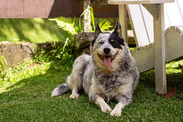 Happy australian cattle dog in the garden