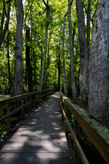 Fototapeta na wymiar Cypress Swamp Natchez trace Mississippi
