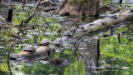 Cypress Swamp Natchez trace Mississippi