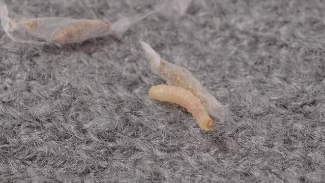 clothes moth caterpillar, Tineola bisselliella, crawls on woolen jacket, eats wool, brown insect, Clothes moth, selective focus, pest concept, destruction and damage to clothes in house
