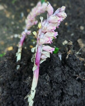 Lathraea squamaria, the common toothwort, is a species of flowering plant in the family Orobanchaceae. It is widely distributed in Europe and also occurs in Turkey.