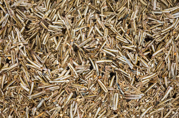 Seashells on the beach seen from above