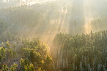Early morning fog over the forest landscape, Saxon Switzerland, Saxony, Germany