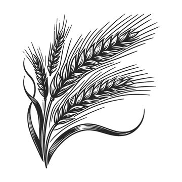 wheat ears leaf sketch line art engraving generative ai vector illustration symbolic of harvest and agriculture. Scratch board imitation. Black and white image.