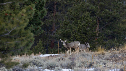 Colorado Deer, Estes Park Wildlife