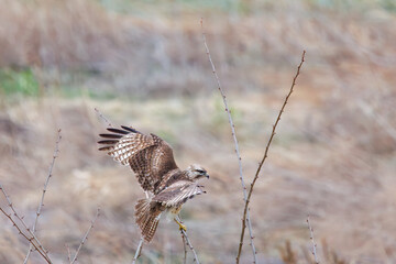 枝に飛びつく美しいノスリ（タカ科）。

日本国群馬県、利根川河川敷にて。
2024年3月23日撮影。

A beautiful Eastern Buzzard (Buteo japonicus, family comprising hawks) jump at the branch.

At Tonegawa riverbed, Gunma, Japan,
photo by March 23, 2
