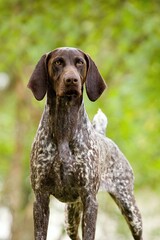 German Shorthaired Pointer dog standing, sleeping, playing and running _ Miniature German Shorthaired Pointer dog standing and playing_ A dachshund standing on the grass، Cute German shorthaired dog 