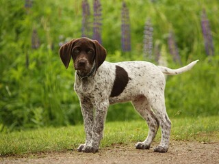 German Shorthaired Pointer dog standing, sleeping, playing and running _ Miniature German Shorthaired Pointer dog standing and playing_ A dachshund standing on the grass، Cute German shorthaired dog 