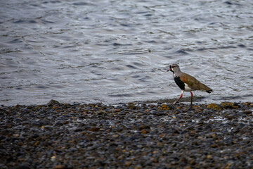 A Southern Lapwing (Vanellus chilensis) on the shoreline.
