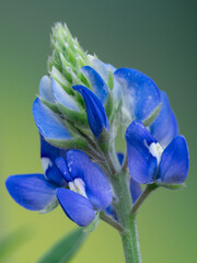 blue bonnet flower plant