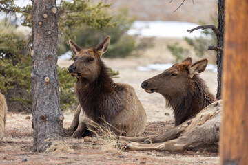 Elk in Estes Park Colorado, Spring Wildlife