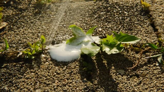Weed spray. Weed Control Chemicals. Removing weeds from tiles.Splashes of spray fly into the grass growing on the paving slabs of the yard. 4k footage
