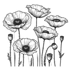 poppies flowers with delicate stems and detailed petals sketch line art engraving generative ai vector illustration. Scratch board imitation. Black and white image. - obrazy, fototapety, plakaty