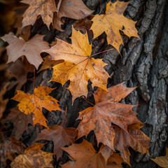 Autumn Maple Leaves Against Bark Texture