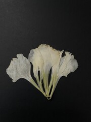 pressed white carnation petals