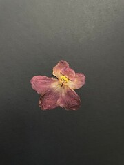 Single pressed African violet bloom