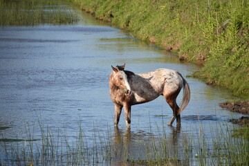 caballo horse