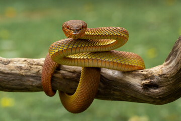 Mangrove Pit Viper (Trimeresurus purpureomaculatus).