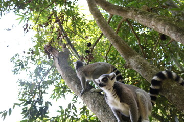 ワオキツネザル　マダガスカル