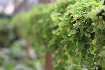 Lush Green Leaves Cascading Over Wooden Fence