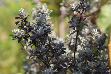 Closeup hebe plant leaves blooming background