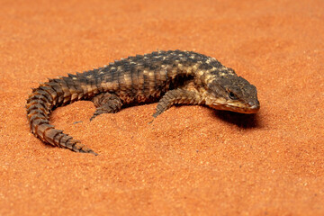 The Dwarf Sungazer (Cordylus tropidosternum) is a species of arboreal or rupicolous (rock-dwelling) lizard endemic to East Africa.