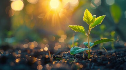 Fresh Start: Young Plant Bathed in Morning Light against Natural Background - obrazy, fototapety, plakaty