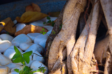 Intricate Roots Over Smooth Stones