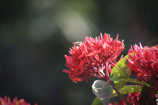 Red jungle geranium flower closeup with blur background