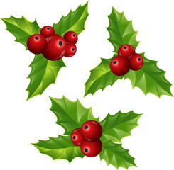 Christmas flower and branches. Christmas festival, New year invitation, or greeting cards.Holly with red berries. Eps 10