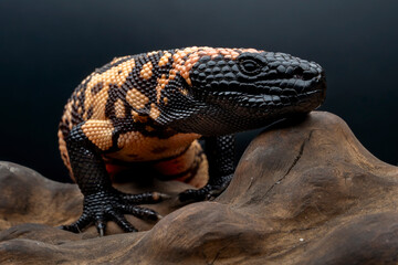 Gila Monster (Heloderma suspectum) is a species of venomous lizard native to United States and Mexico. © Lauren