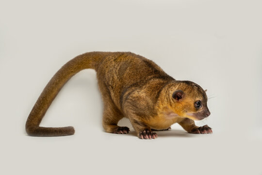 Kinkajou (Potos flavus) native to tropical rainforest of Central and South America
