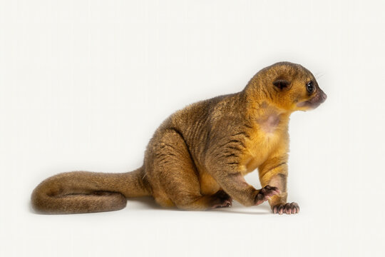 Kinkajou (Potos flavus) native to tropical rainforest of Central and South America