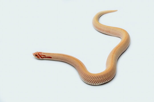 The Western Hognose Snake (Heterodon nasicus) is a species of snake endemic to North America. 