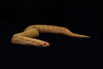Fototapeta premium The Western Hognose Snake (Heterodon nasicus) is a species of snake endemic to North America. 