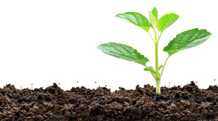 Growing plant in soil isolated on white background.