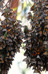 Monarch Butterfly Migration