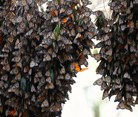 Monarch Butterfly Migration