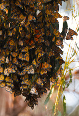 Monarch Butterfly Migration