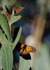Monarch Butterfly Migration