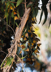 Monarch Butterfly Migration