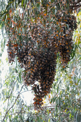 Monarch Butterfly Migration