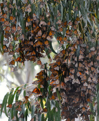 Monarch Butterfly Migration