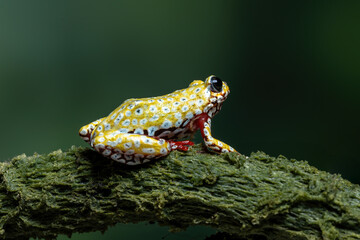 Painted Reed Frog or Spoted Tree Frog (Hyperolius viridiflavus) on mossy wood.