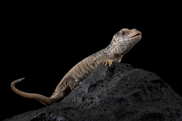 The Savannah Monitor (Varanus exanthematicus) is a species of monitor lizard native to Africa.