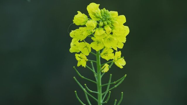 rape flower field 