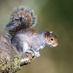 Naklejka na ściany i meble Grey Squirrel, Sciurus carolinensis in a forest at winter