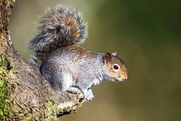 Grey Squirrel, Sciurus carolinensis in a forest at winter © Maciej Olszewski